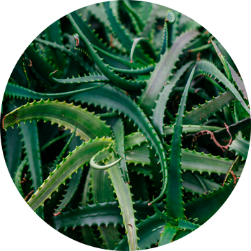 Aloe-Vera