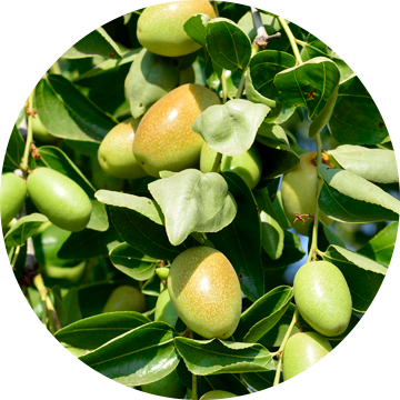 Jojoba