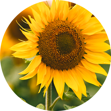 Tournesol